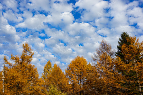 Larch in the autumn and the sky. 秋のカラマツと空
