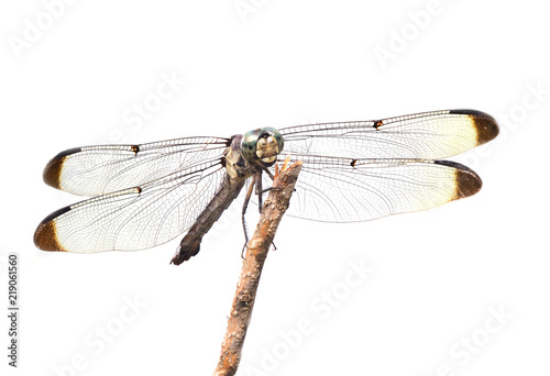 Focus Stacked Close-up Image of a Blue Dasher Dragonfly Isolated on White