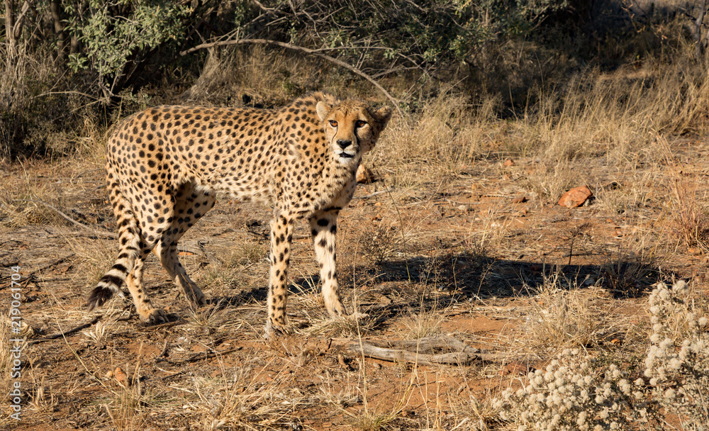 Naklejka premium Cheetah walks slowly across desert scrub