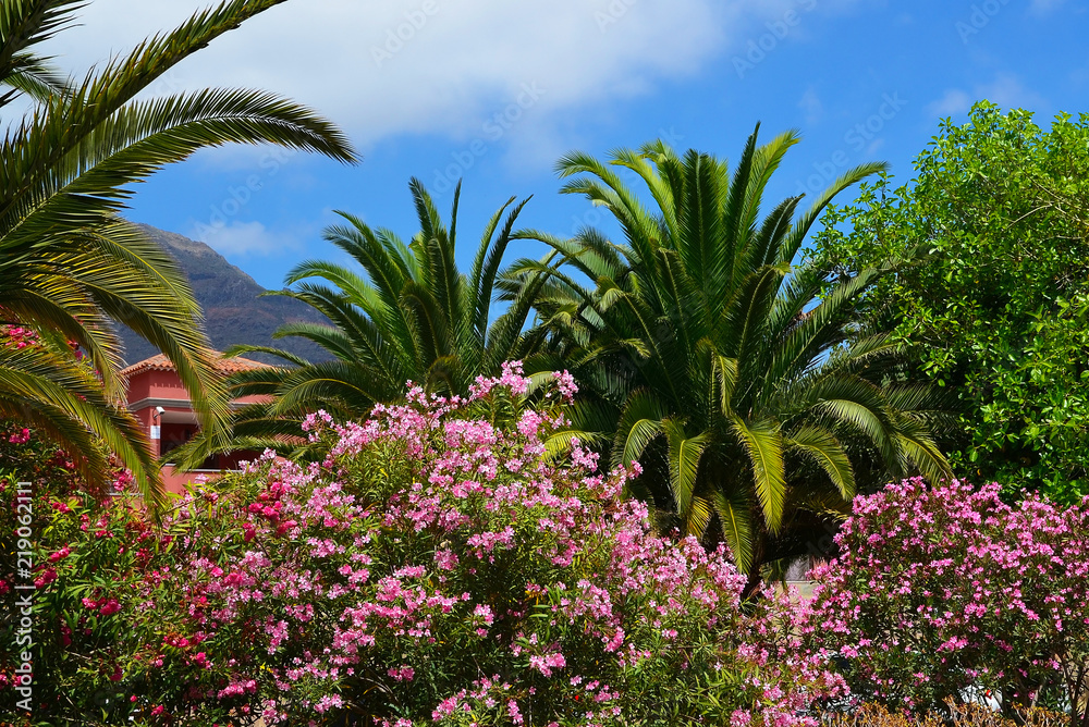 Exotic tropical flora in the park of Tenerife with blooming pink oleander bushes in the foreground.Canary Islands,Spain.Travel concept.