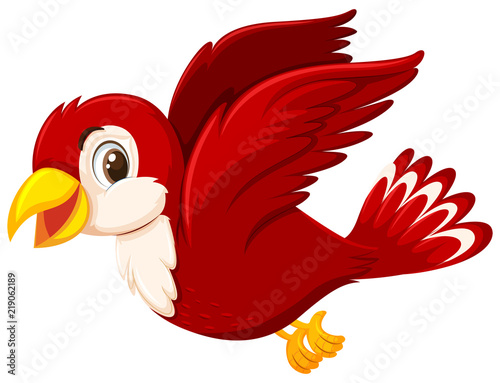 A cute red bird