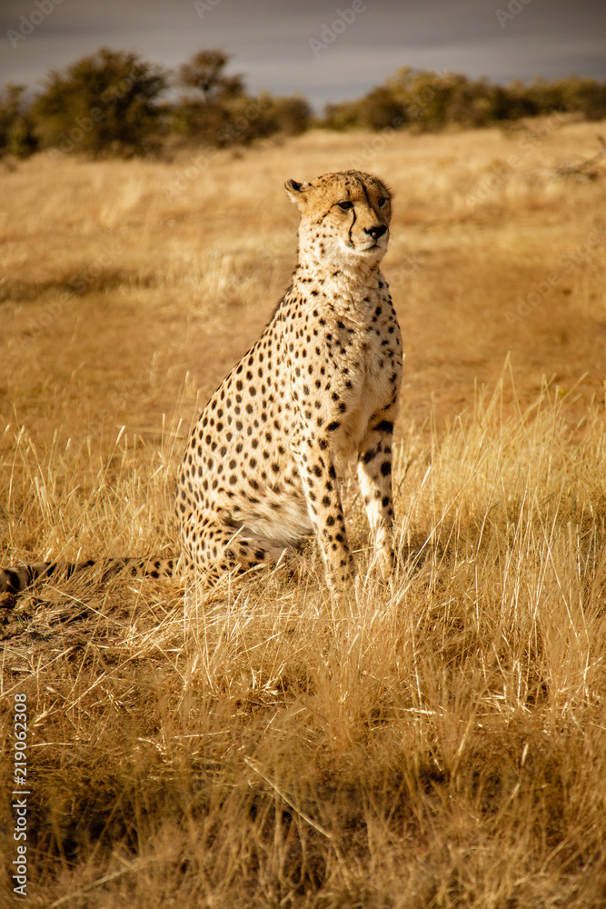 Adult cheetah sits up scans his surroundings Adult cheetah sits up scans his surroundings