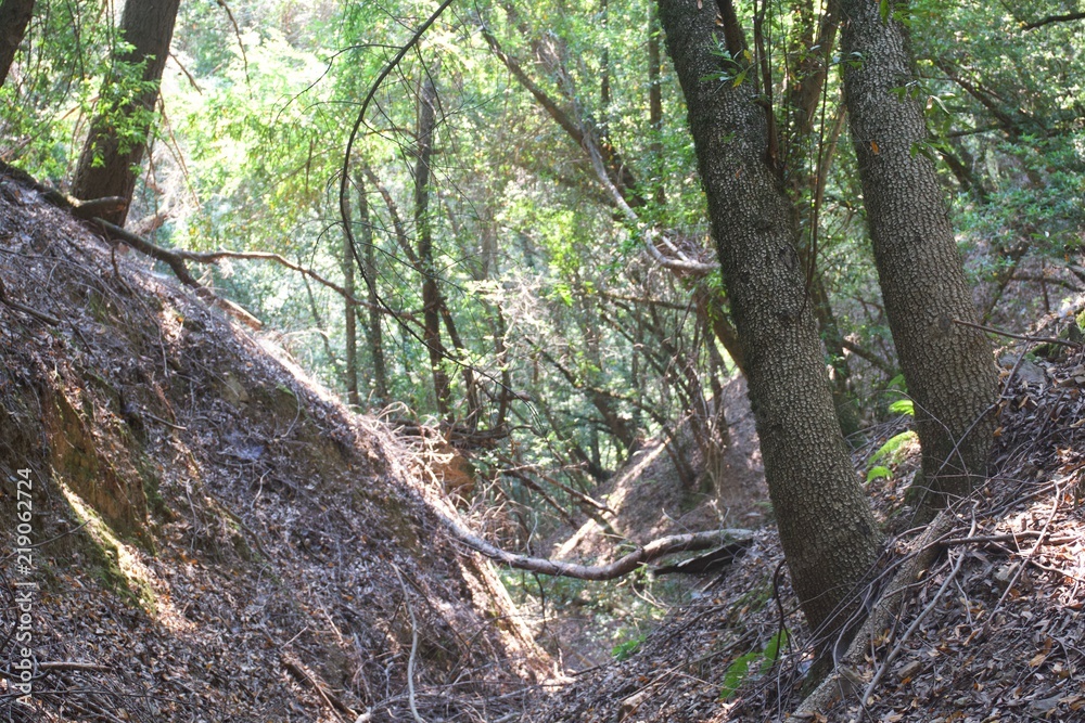 Fototapeta premium Austin Creek State Recreation Area is a state park unit of California, United States, encompassing an isolated wilderness area.