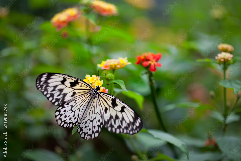 White Tree Nymph butterfly on flower in butterfly garden White Tree Nymph butterfly on flower in butterfly garden