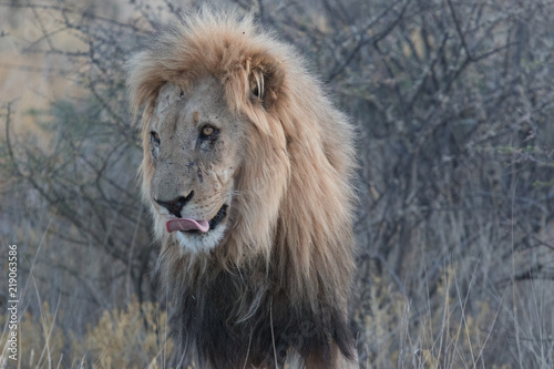 Adult male lion stands in short dry grass