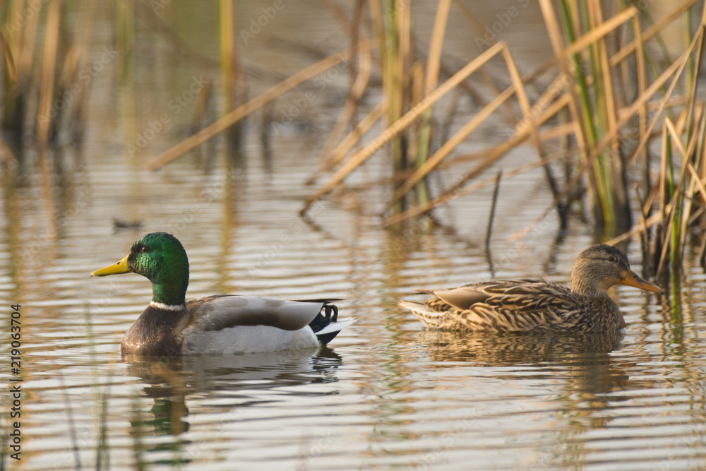 Fototapeta premium Ducks swimming in lake among sedge