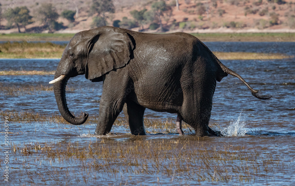 Elephant walks across marsh land