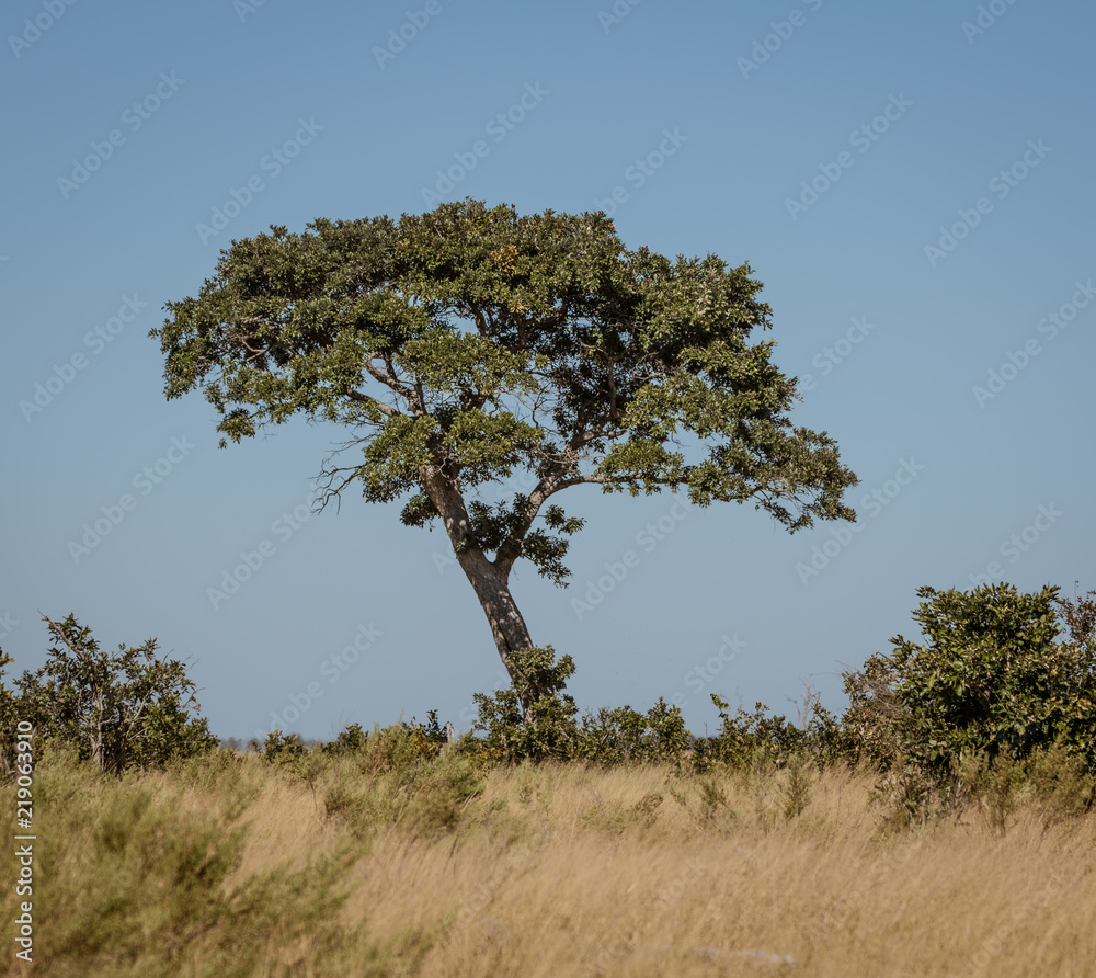 A Rain Tree sits alone in the desert