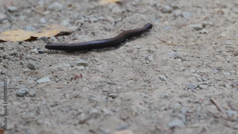Northwest millipede, or Haraphe haydeniana, is abundant in Pacific Northwest forests. Austin Creek State Recreation Area is a state park unit of California, United States, encompassing an isolated wi Northwest millipede, or Haraphe haydeniana, is abundant in Pacific Northwest forests. Austin Creek State Recreation Area is a state park unit of California, United States, encompassing an isolated wi