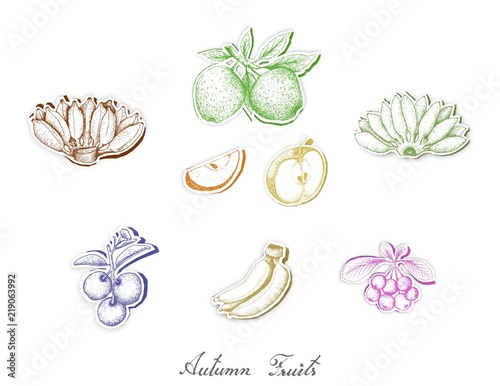 Autumn Fruits, Set of Hand Drawn Sketch of Assorted Fruits are Harvested in Autumn. Trendy Origami Deep Paper Art Carving Style. 