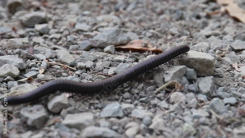 Northwest  millipede, or Haraphe haydeniana, is abundant in Pacific Northwest forests. Austin Creek State Recreation Area is a state park unit of California, United States, encompassing an isolated wi