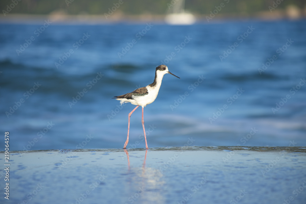 Bird Stilt looking for food on Campeche beach Florianópolis Bird Stilt looking for food on Campeche beach Florianópolis