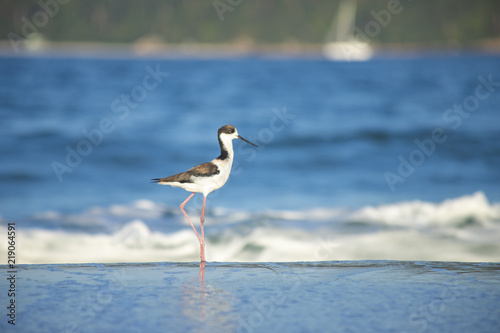 Bird Stilt looking for food on Campeche beach Florianópolis