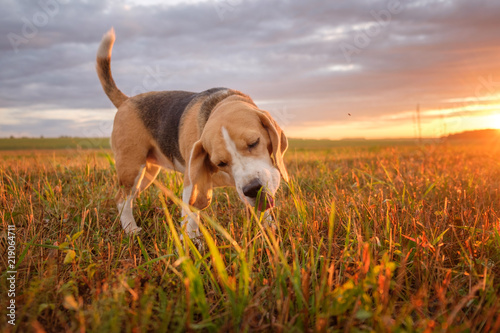 Beagle dog eats green grass in the meadow in the summer at sunset