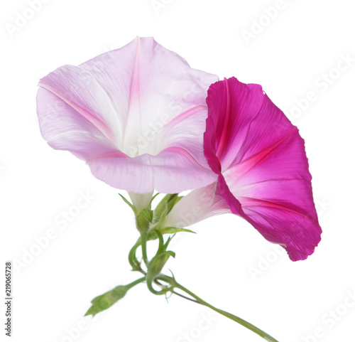 pink and magenta morning flowers isolated on white