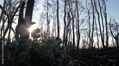 New growth at base of tree after forest fire at sunset photo