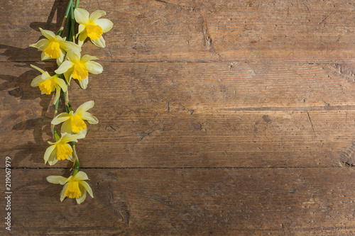 yellow narcissus on old wooden background