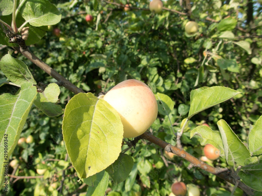 ripe gren apple on a tree
