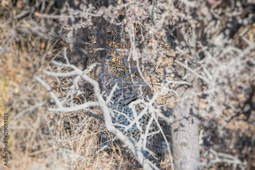 leopard in Namibia