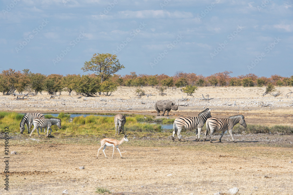 Fototapeta premium czarny nosorożec i zebry w Namibii