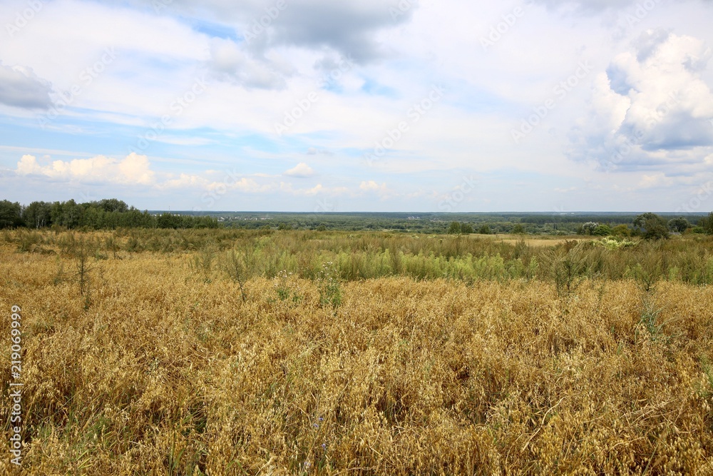 Rural landscape in August.
