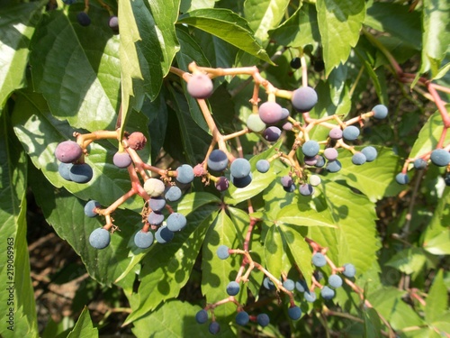 blue autumn berry on a tree