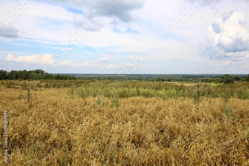 Rural landscape in August.  