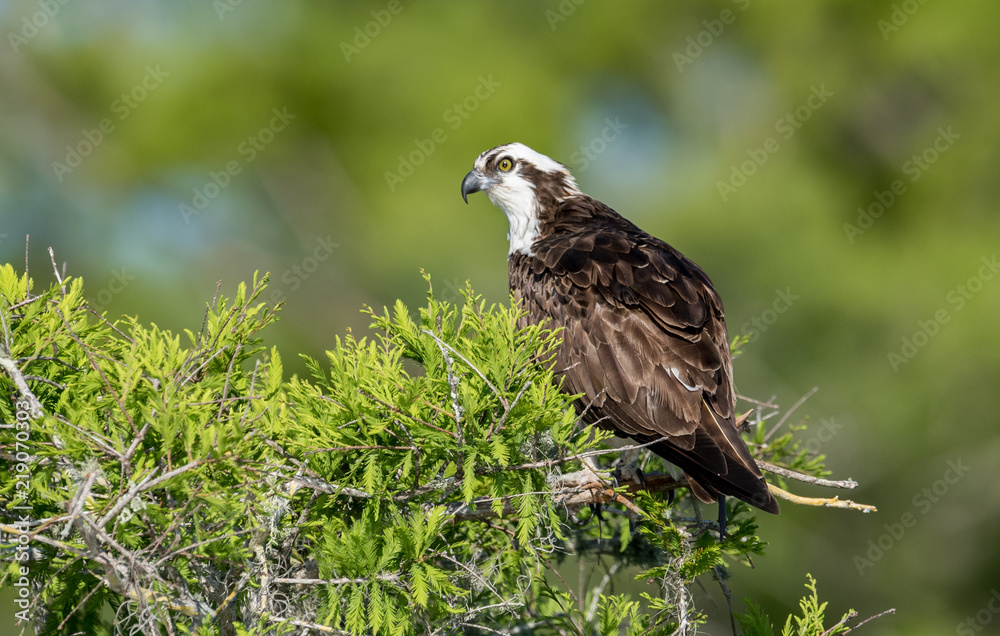 Fototapeta premium Osprey 