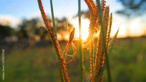 Sunsets and Spiders