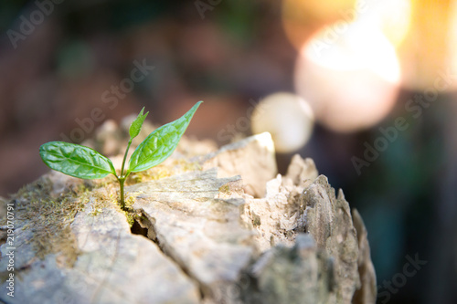 Young plant growing in a log wood.