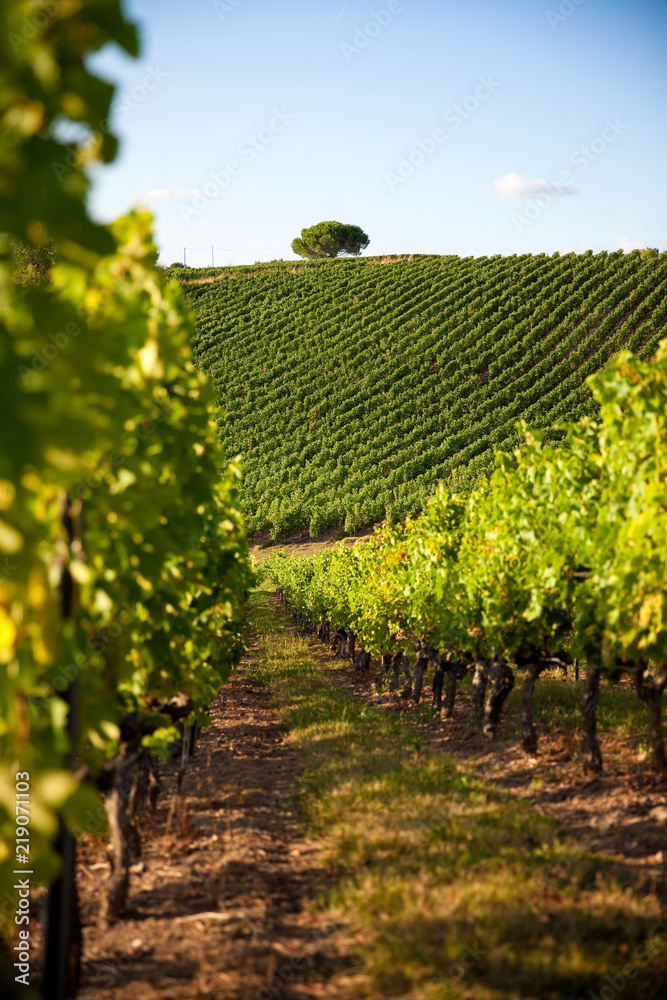 Obraz premium France > Anjou > Vignoble > Vin