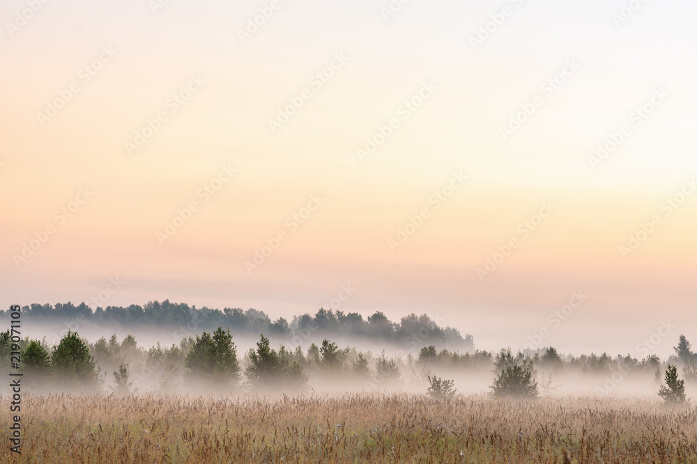 Fototapeta premium picturesque view of valley with trees at foggy sunrise 