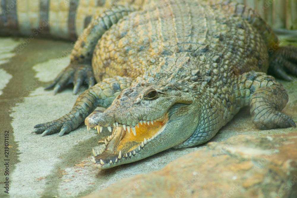 Obraz premium Philppine Crocodile with mouth open
