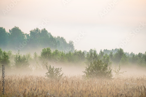 picturesque view of green trees growing in meadow at foggy sunset 