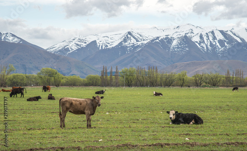 Scenery view of Cow farming in South Island, New Zealand. 