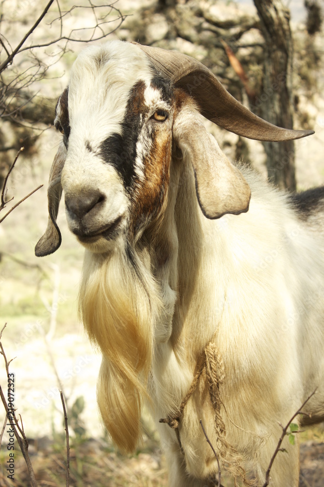 Fototapeta premium Chivo