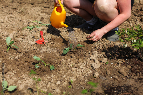 Woman watering freshly planted seedling with yellow sprinkle can, more young plants in ground around. Spring gardening.