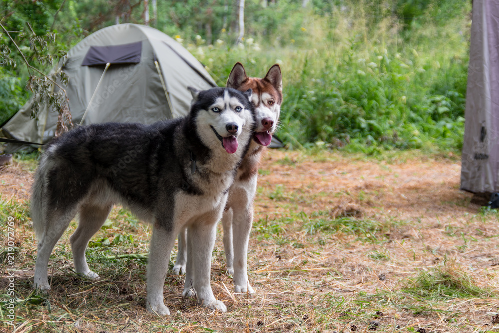 Two husky dogs stand on the background of a tent in tourist camping in the summer forest. Two husky dogs stand on the background of a tent in tourist camping in the summer forest.