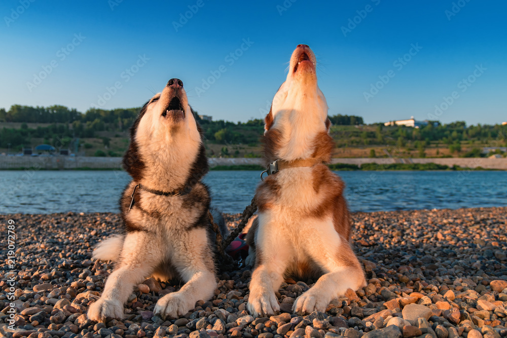 Dogs howl. Two Siberian huskies raised their faces up and howled. Husky sing song.