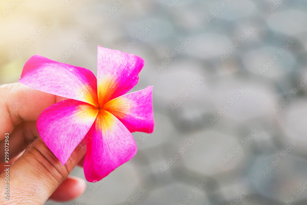 The beautiful pink Plumeria and Frangipani flower in hand The beautiful pink Plumeria and Frangipani flower in hand