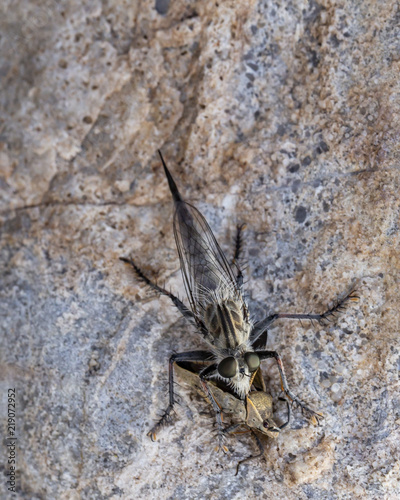 Robber Fly Eating