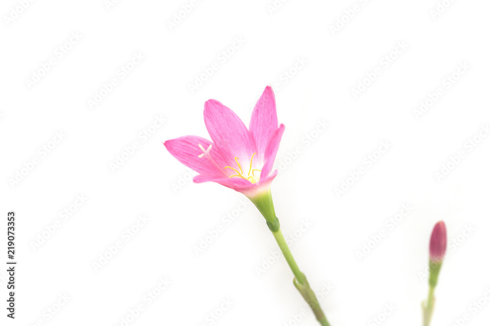 Beautiful pink flowers on white Beautiful pink flowers on white