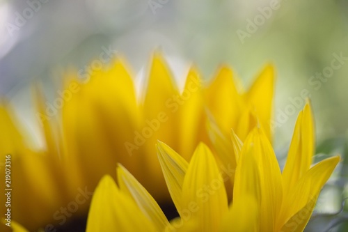 Fototapeta Naklejka Na Ścianę i Meble -  Sonnenblume einzelne Blüte mit offener Blende und weichgezeichnetem Hintergrund