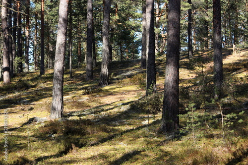 Fototapeta Naklejka Na Ścianę i Meble -  lush estonian forest in lahemaa national park, estonia
