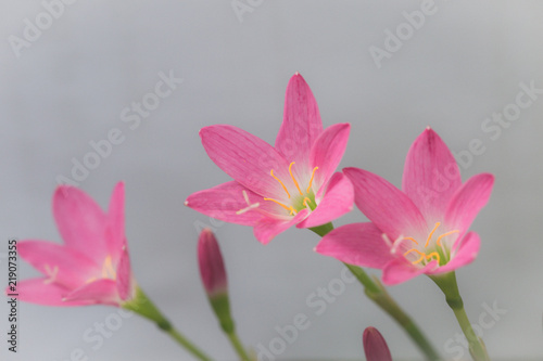 Beautiful pink flowers on white