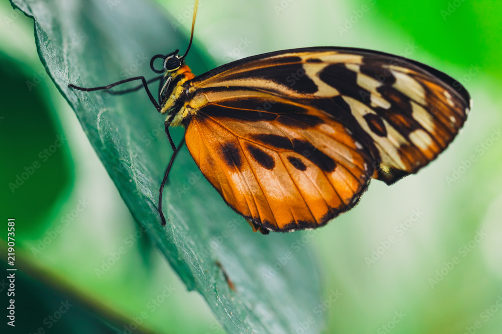 Fototapeta premium An African Monarch butterfly perched on green leaf with a smooth green background