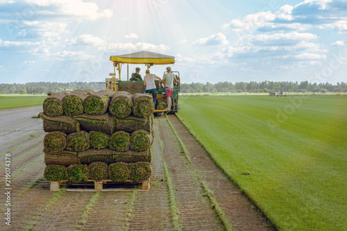 Workers cut and stacked on pallets on the turf sod farm. Rolled lawn, green grass.