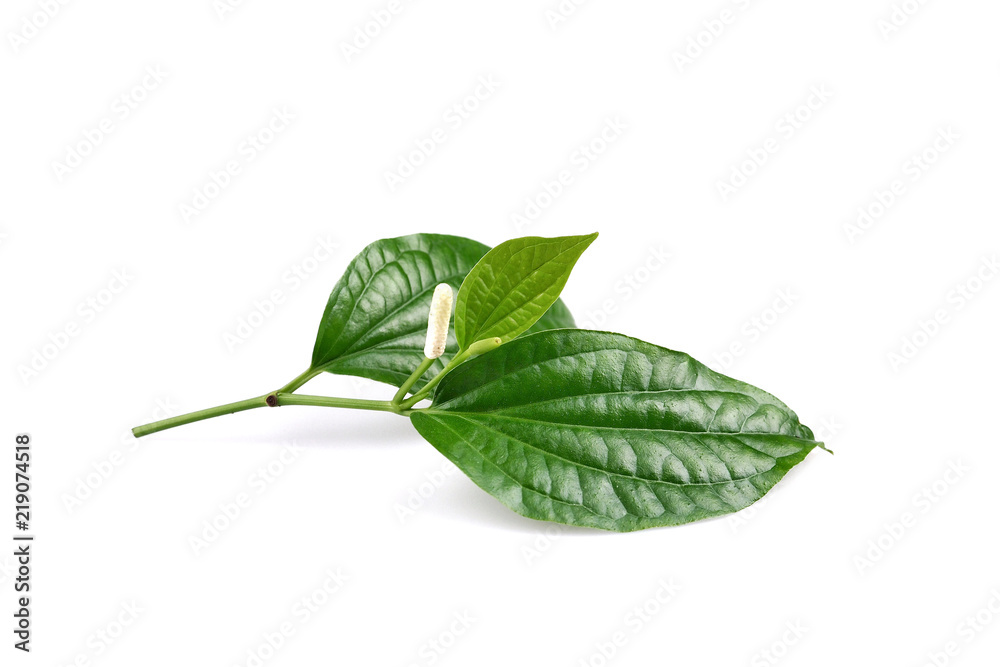 Obraz premium Piper sarmentosum or Wildbetal leafbush Thai herb.Green Leaf isolated on white background.