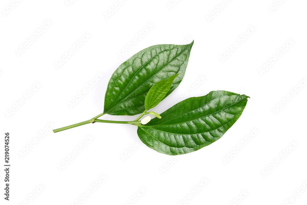 custom made wallpaper toronto digitalPiper sarmentosum or Wildbetal leafbush Thai herb.Green Leaf isolated on white background.