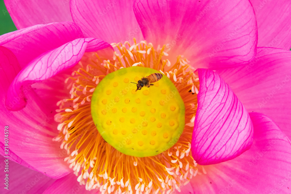 古代蓮の公園　日本の花　蓮の花